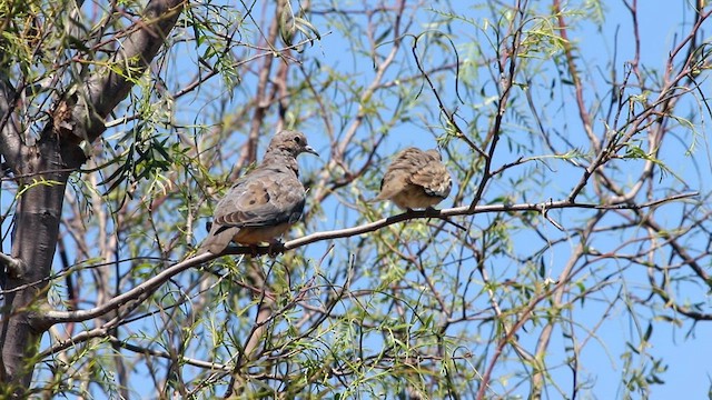 Picui Ground Dove - ML579339361