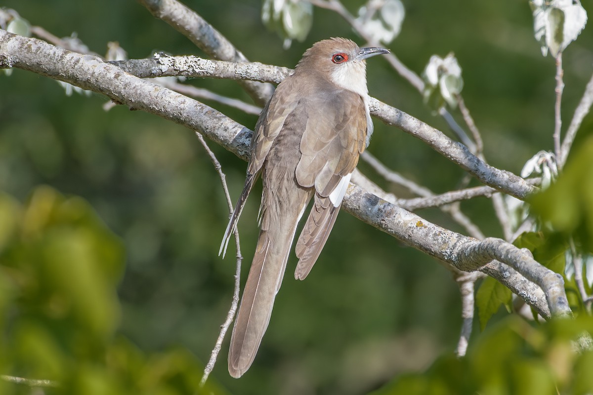 Black-billed Cuckoo - ML579339921