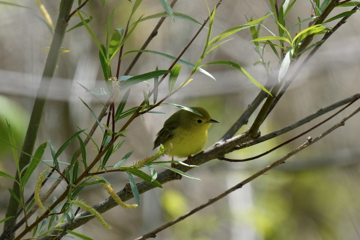 Paruline jaune - ML579340901