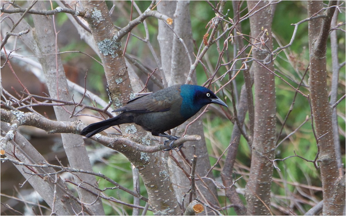 Common Grackle - ML57934121