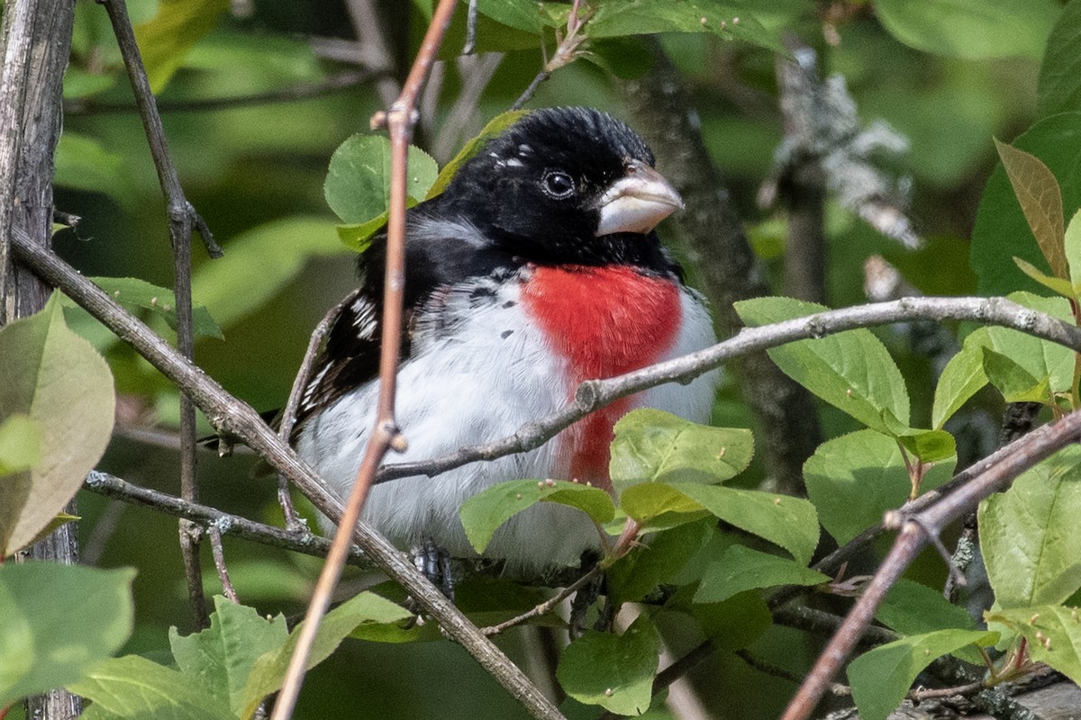 Rose-breasted Grosbeak - ML579342351