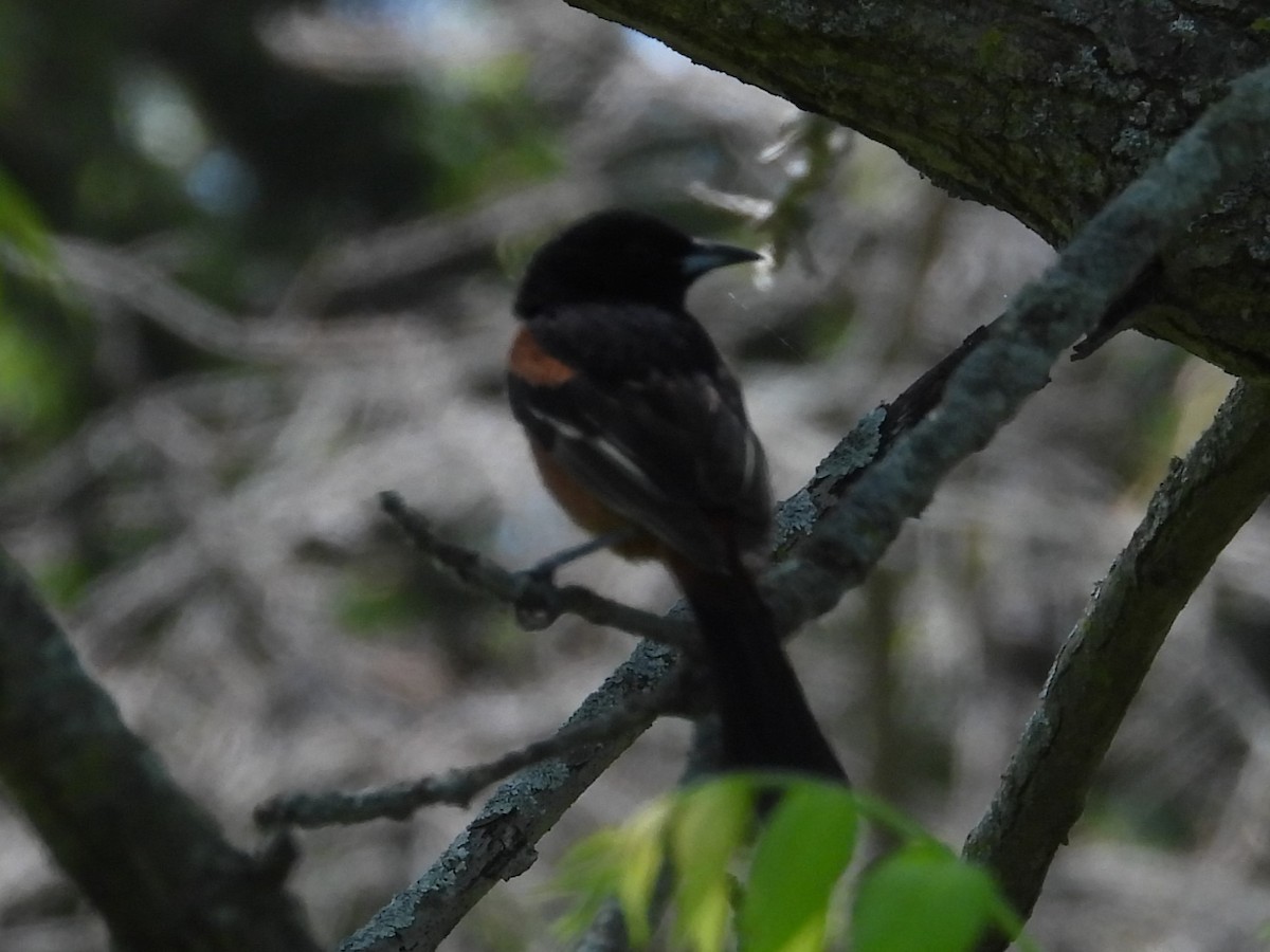 Orchard Oriole - ML579343261