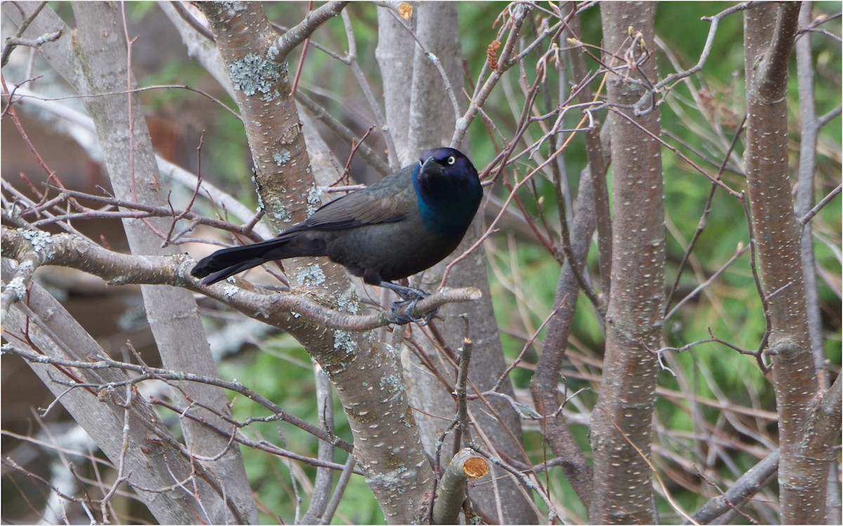 Common Grackle - ML57934351