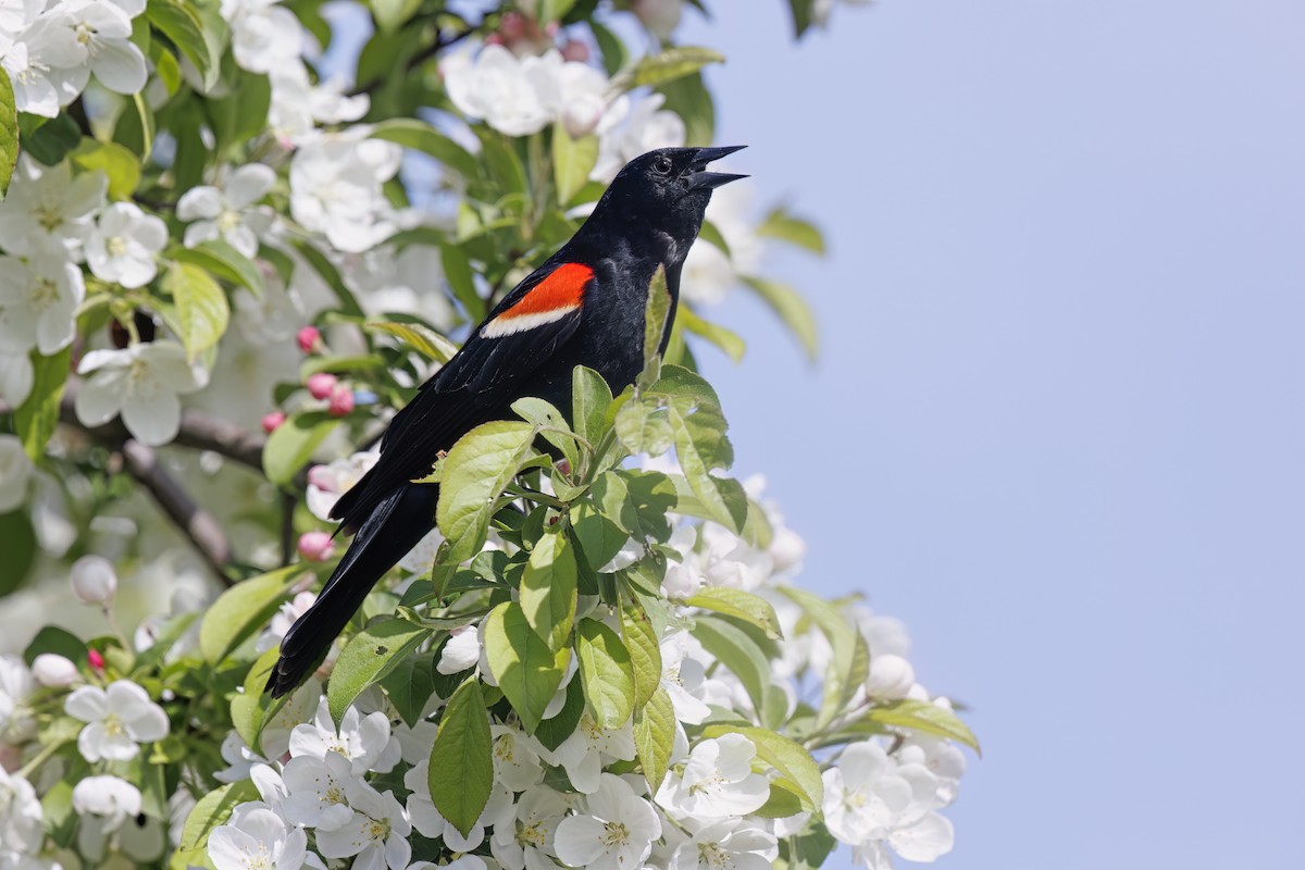 Red-winged Blackbird - Marco Valentini