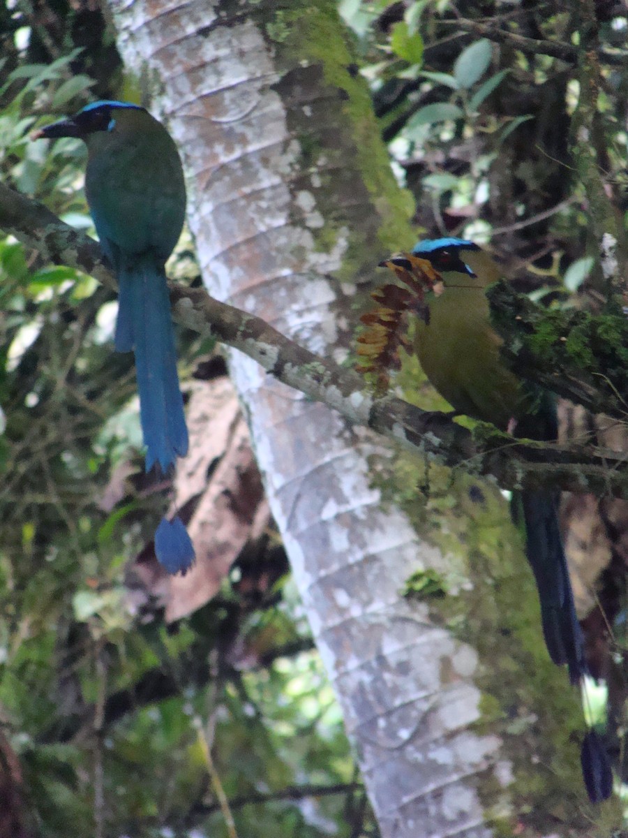 Andean Motmot - ML57934531