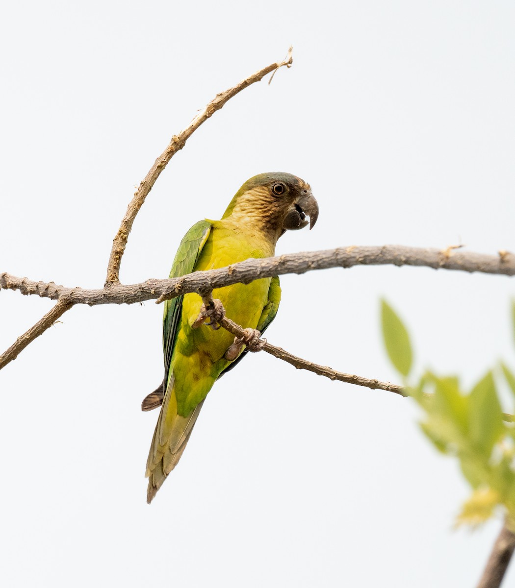 Brown-throated Parakeet - ML579346511