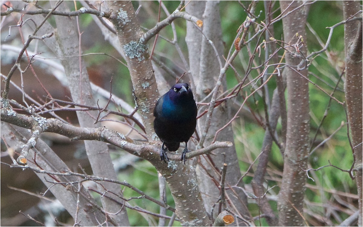 Common Grackle - ML57934661