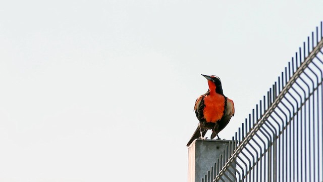 Long-tailed Meadowlark - ML579347571