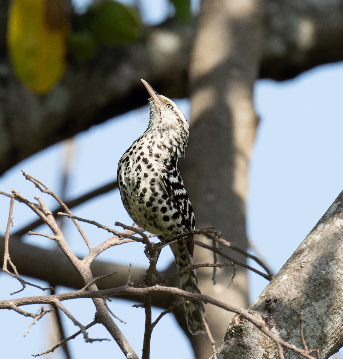 Stripe-backed Wren - ML579347911