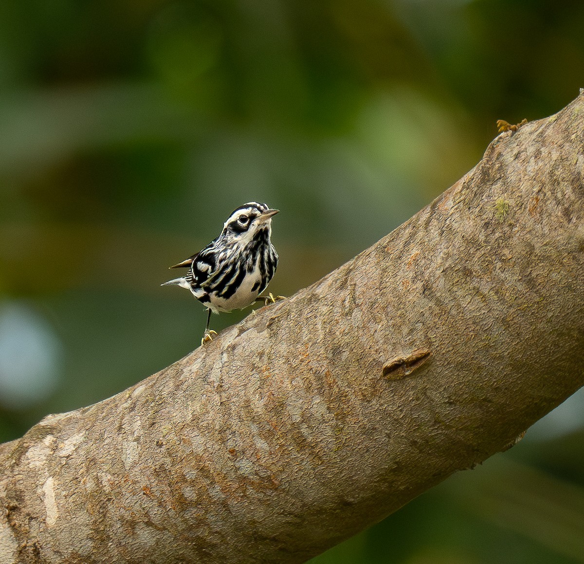 Black-and-white Warbler - ML579348281