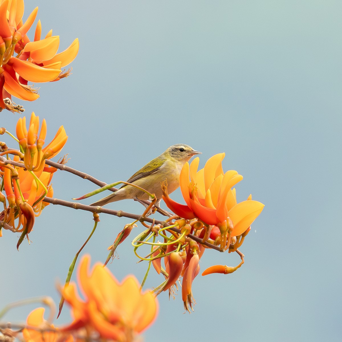 Tennessee Warbler - ML579348351