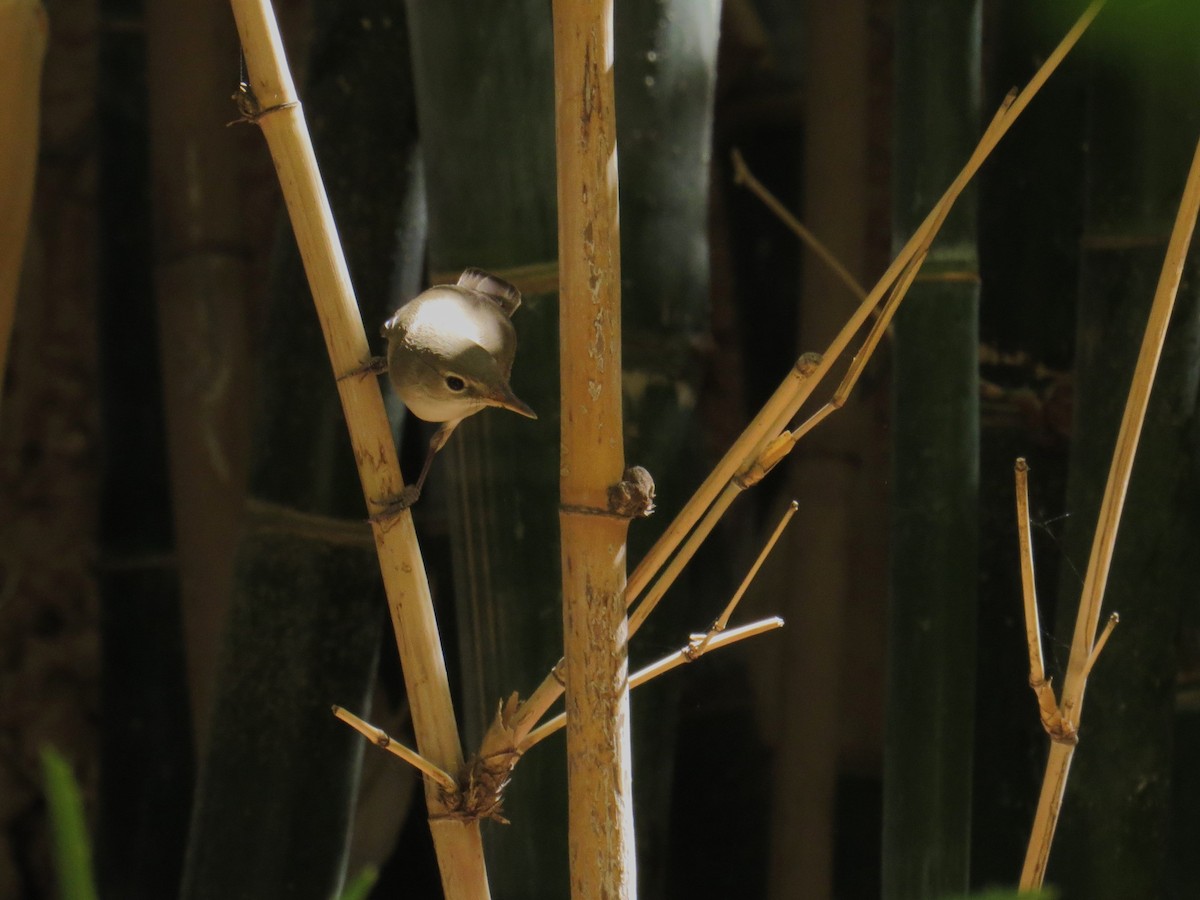 Common Reed Warbler - WS Barbour