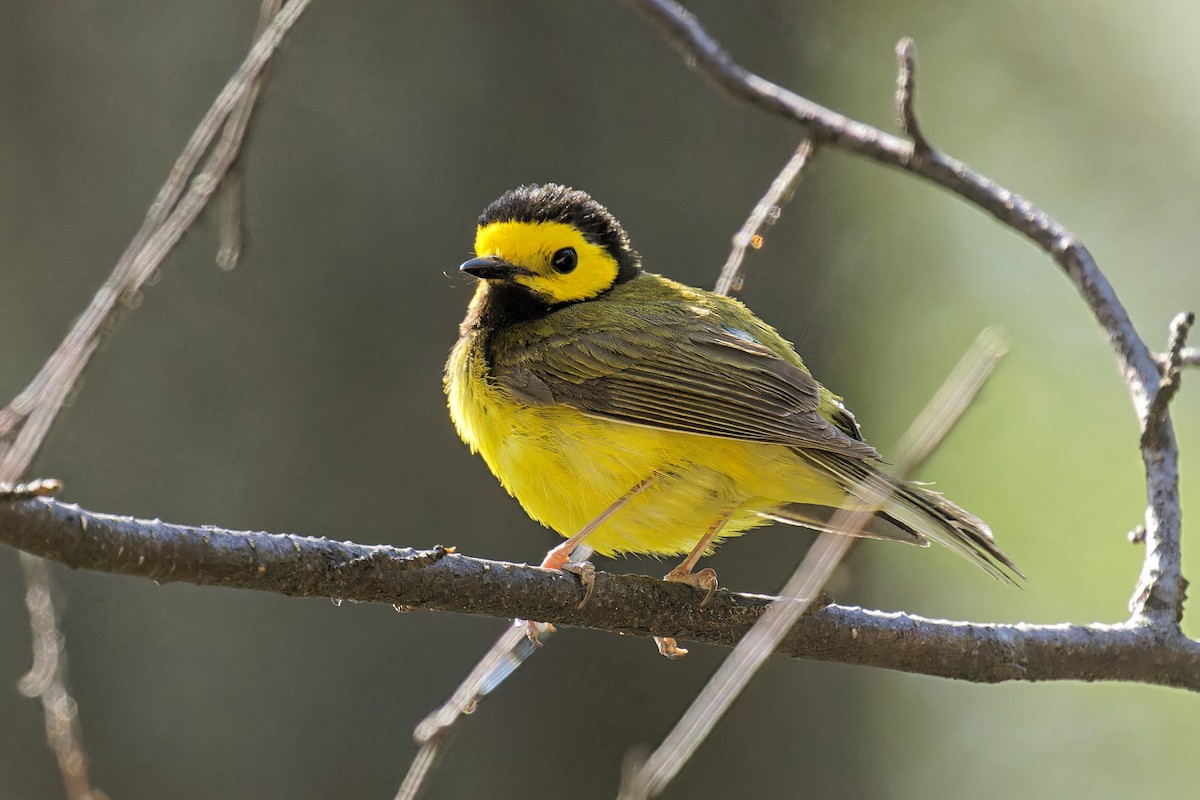 Hooded Warbler - Bob Walker