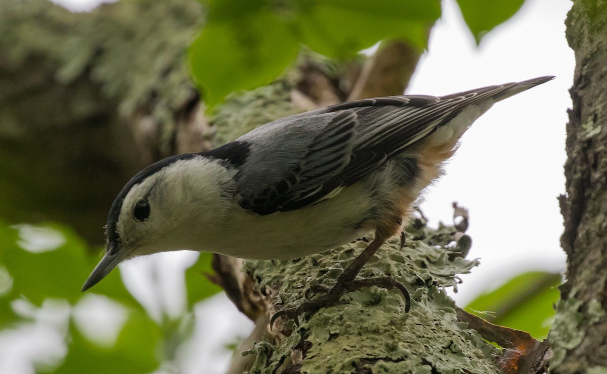 White-breasted Nuthatch - Michael Kieron