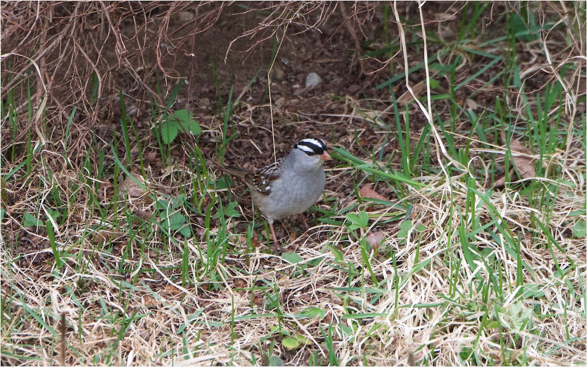 White-crowned Sparrow - ML57935171