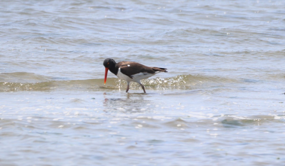 American Oystercatcher - ML579353401