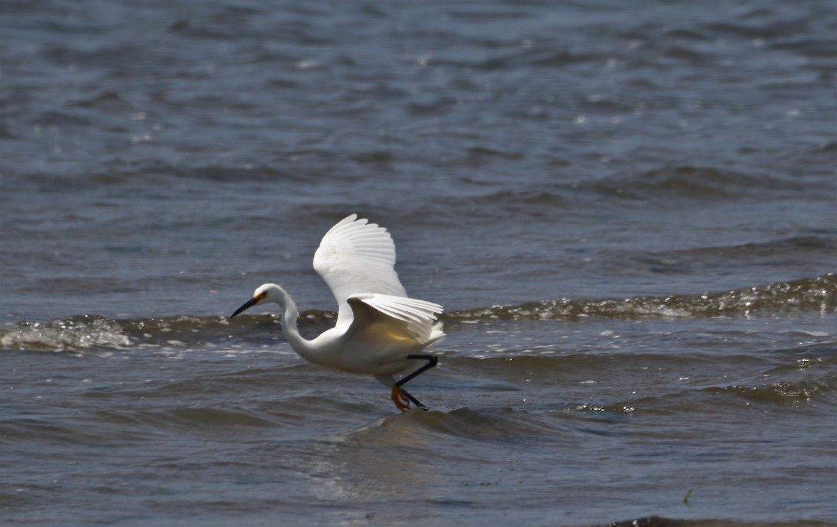 Snowy Egret - ML579353481