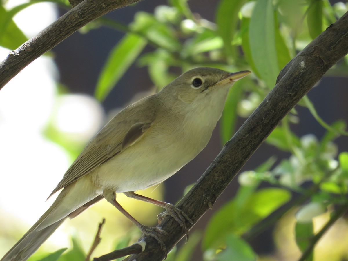 Common Reed Warbler - WS Barbour