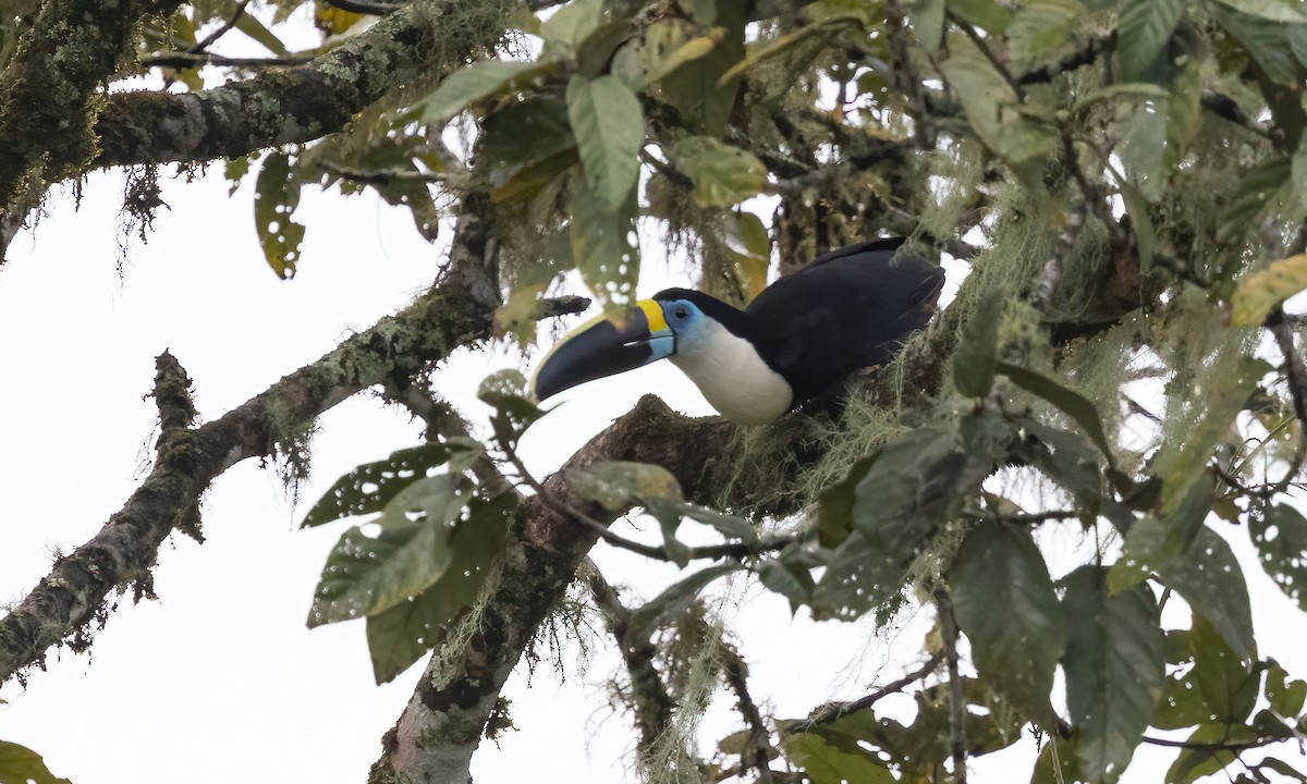 Channel-billed Toucan (Yellow-ridged) - ML579354061