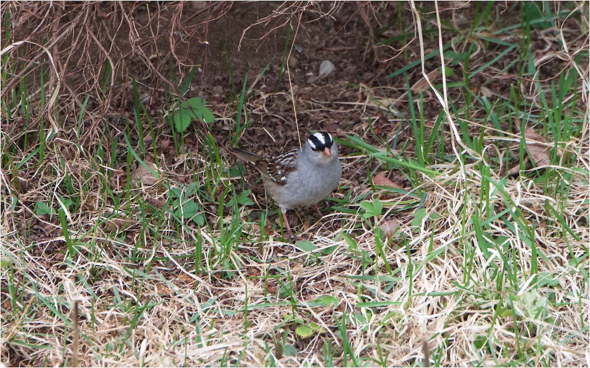 White-crowned Sparrow - ML57935441