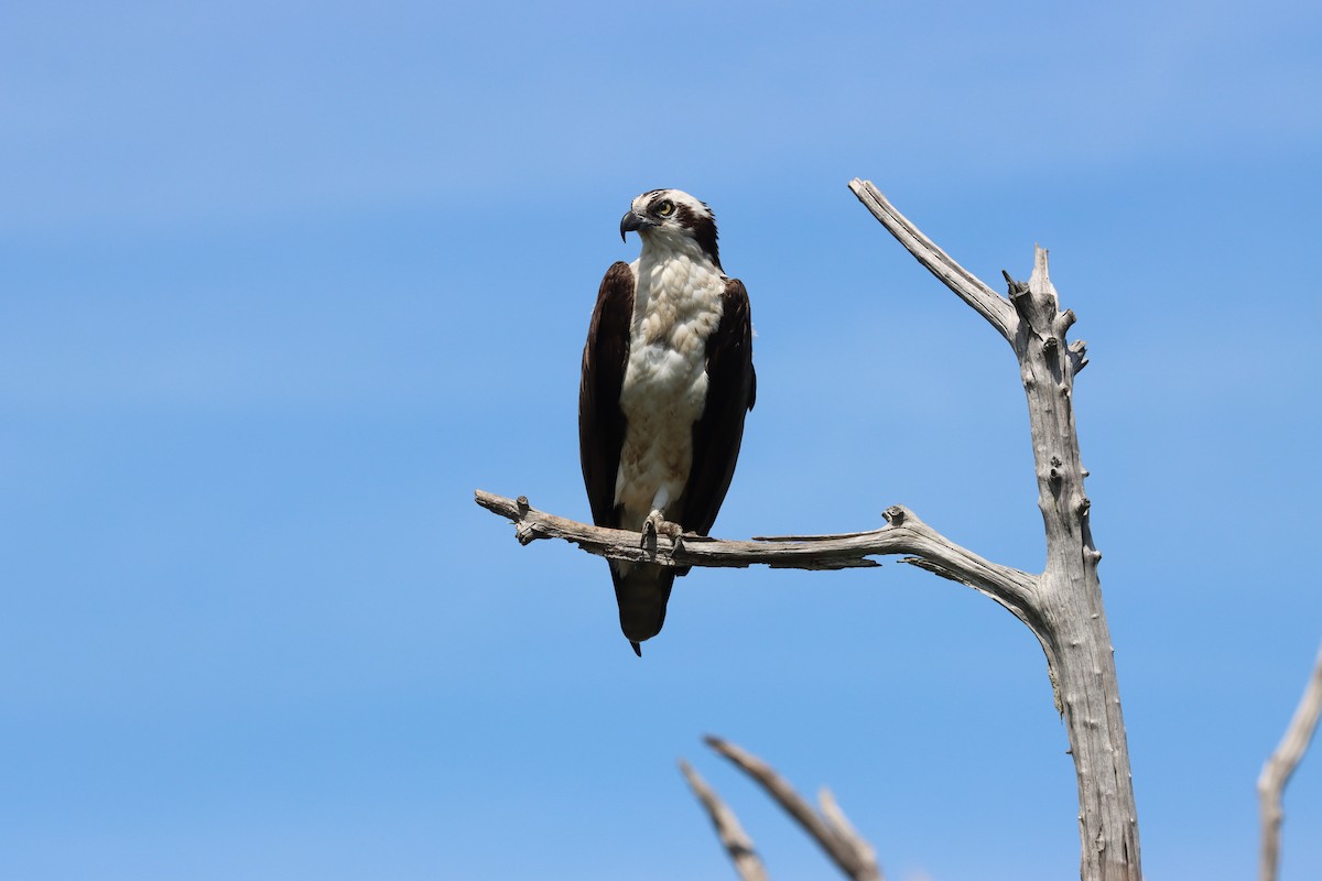 Osprey - ML579354861