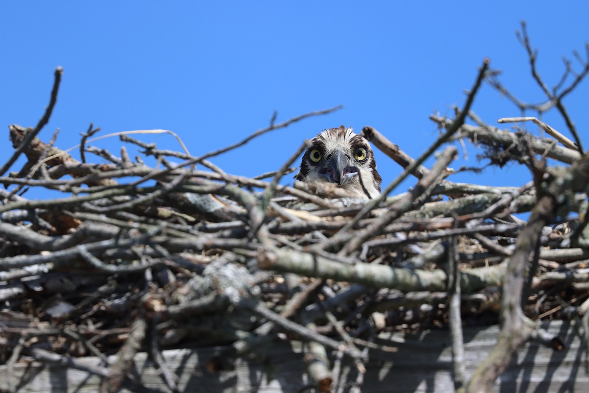 Osprey - ML579354891