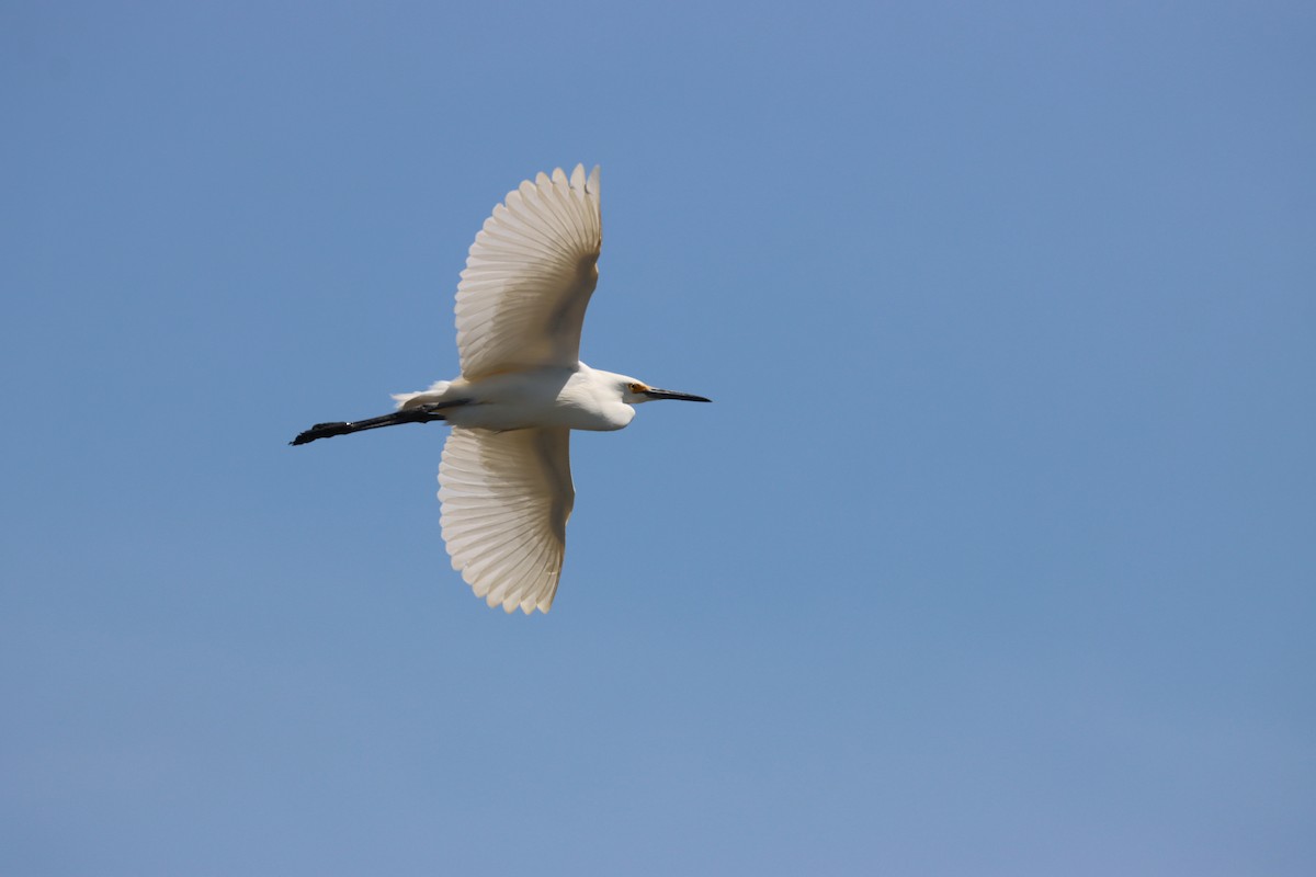 Snowy Egret - Luca Sheldon