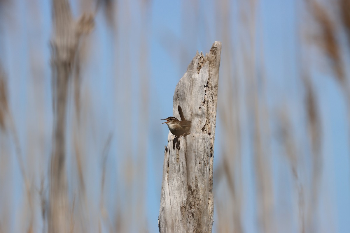 Marsh Wren - ML579355001