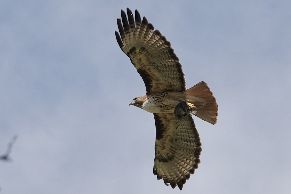 Red-tailed Hawk - ML579355021