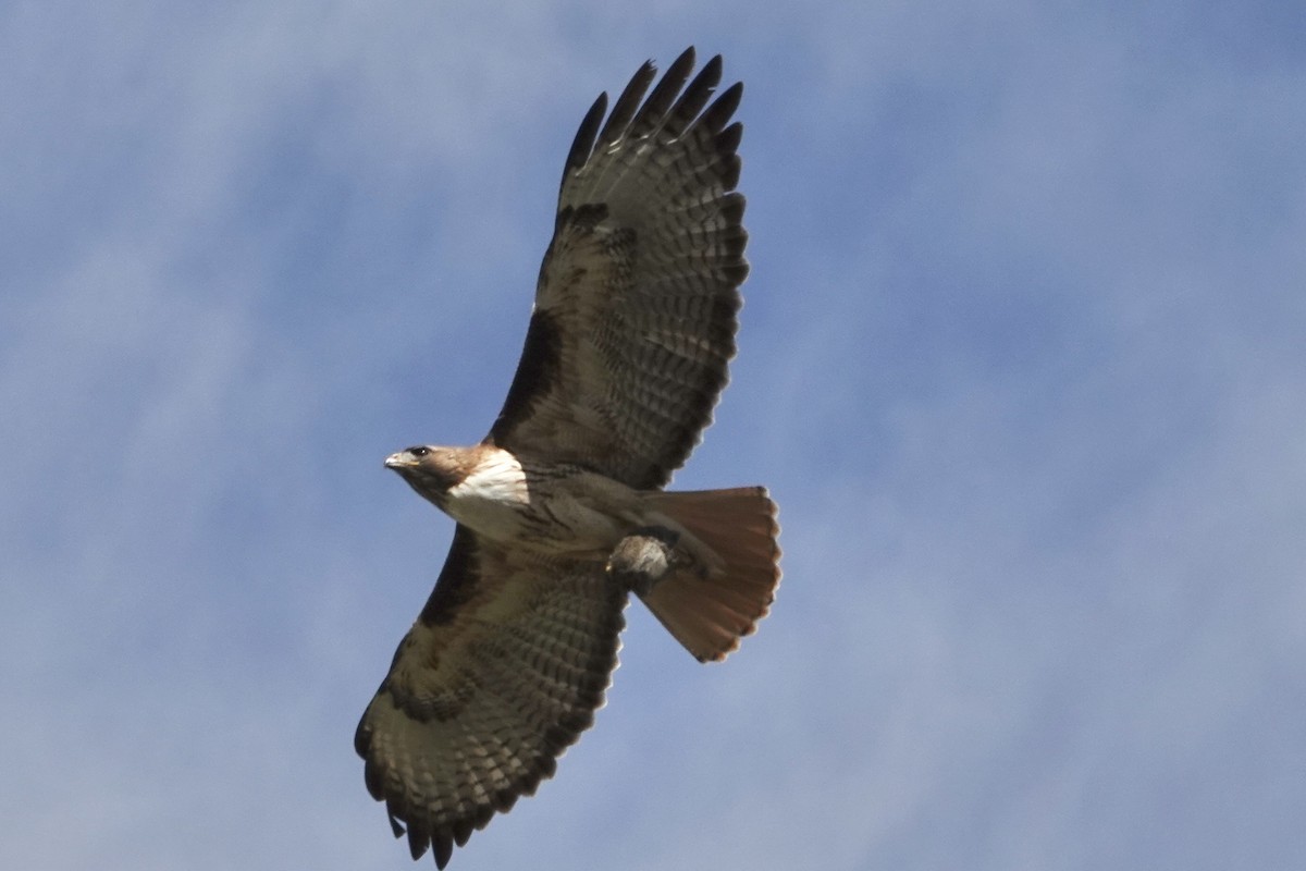 Red-tailed Hawk - ML579355051