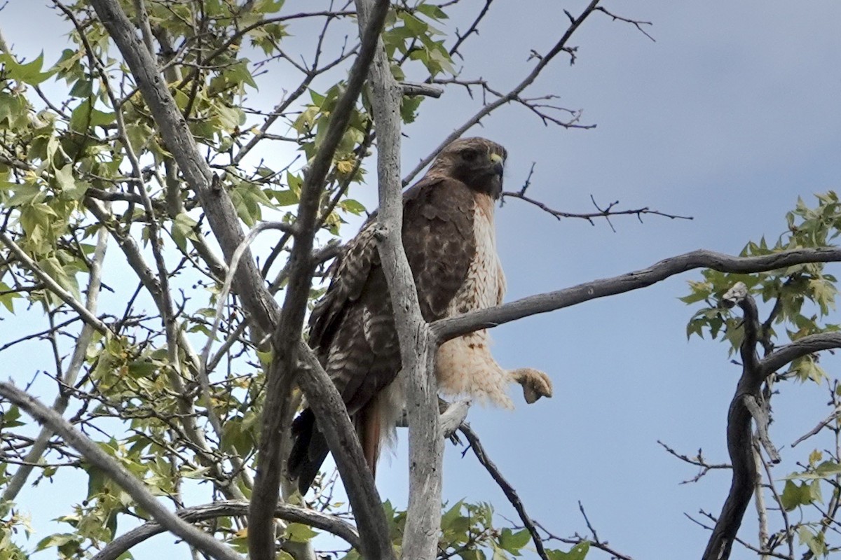 Red-tailed Hawk - ML579355061