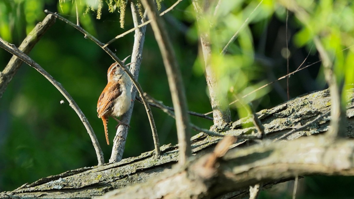 Carolina Wren - Indira Thirkannad