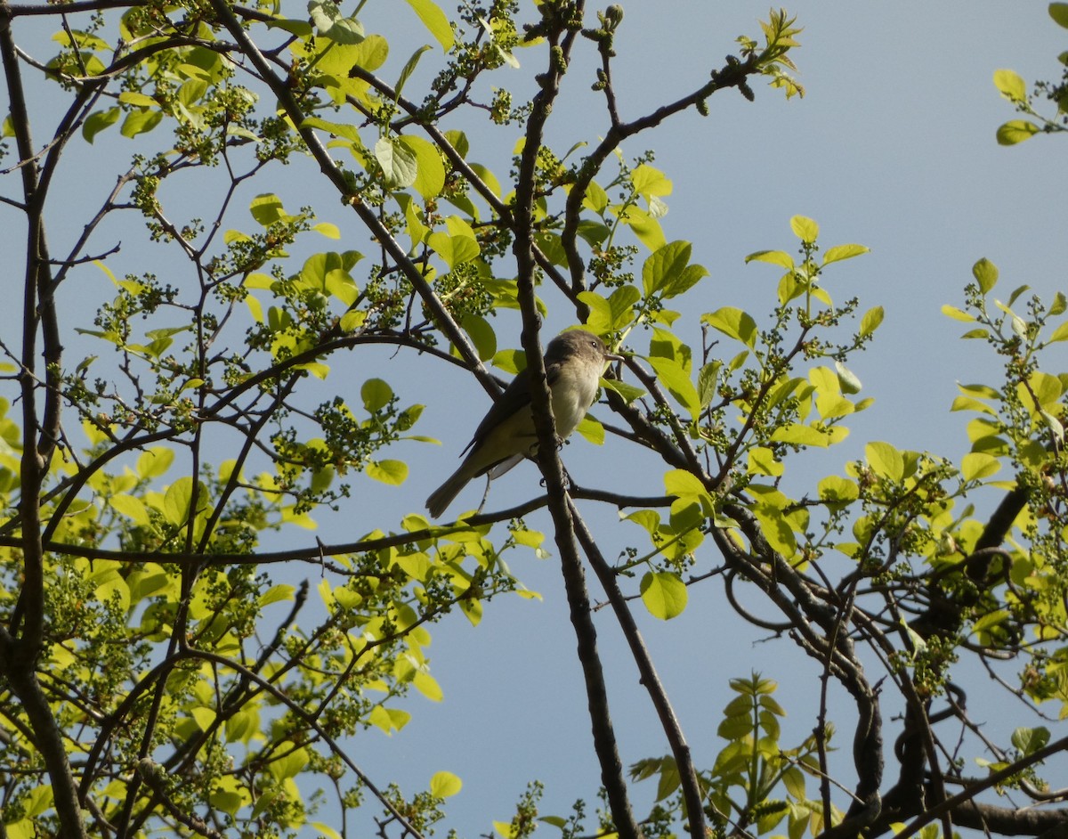 Warbling Vireo - ML579355341