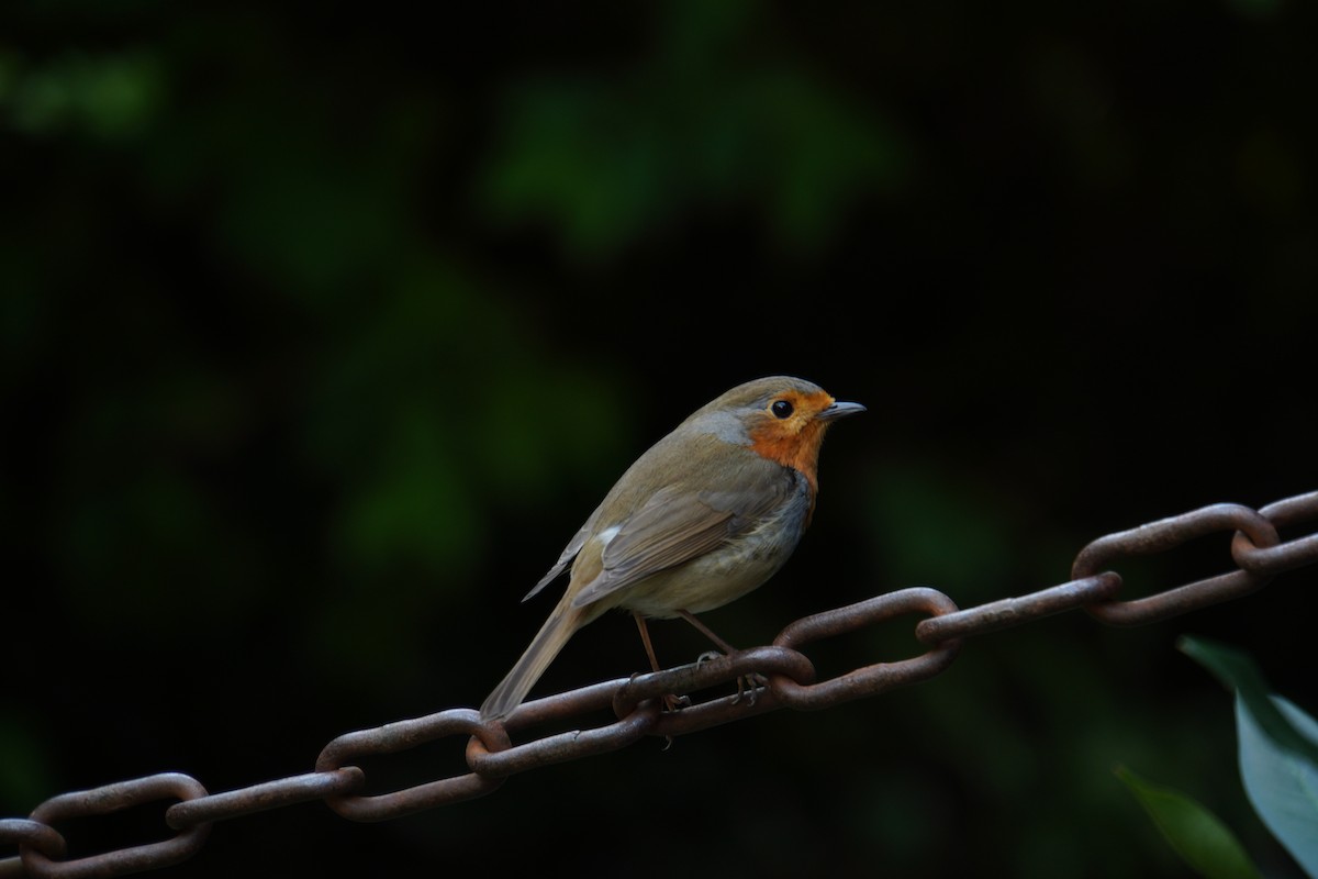 European Robin - ML579355751