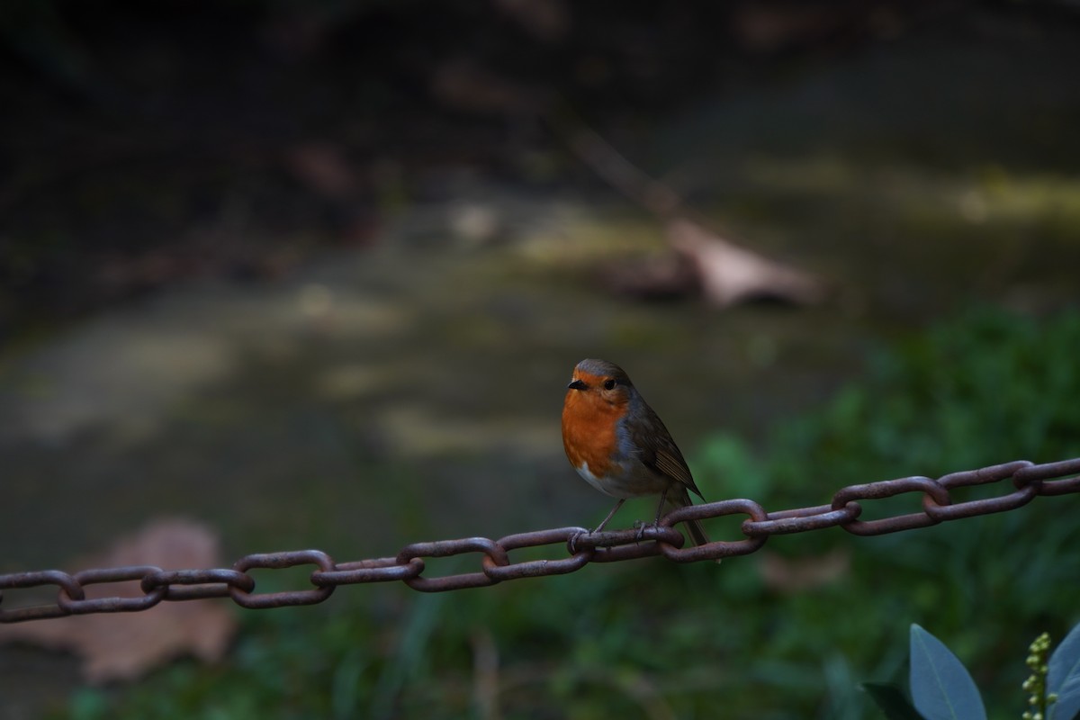 European Robin - ML579355761