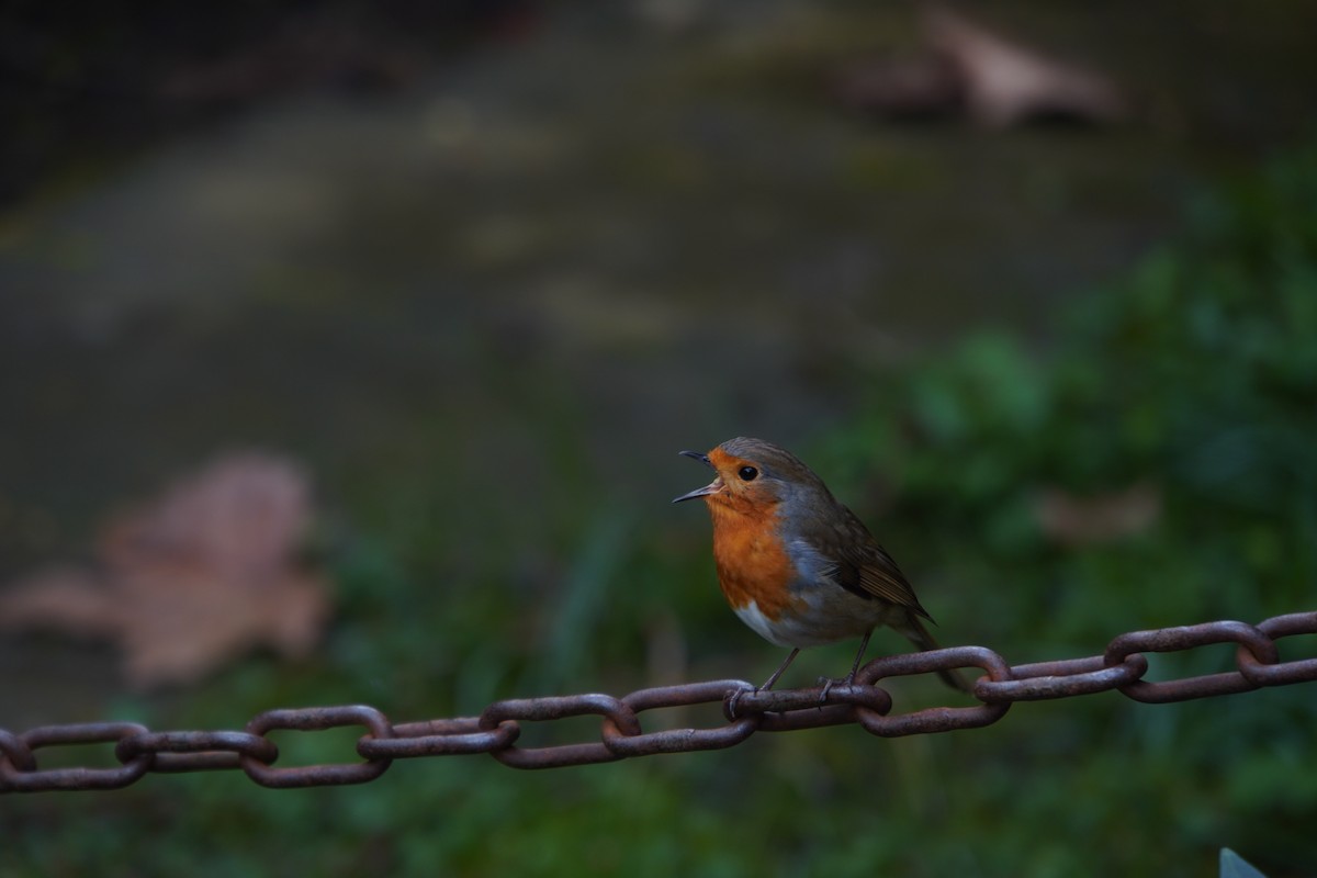 European Robin - ML579355771