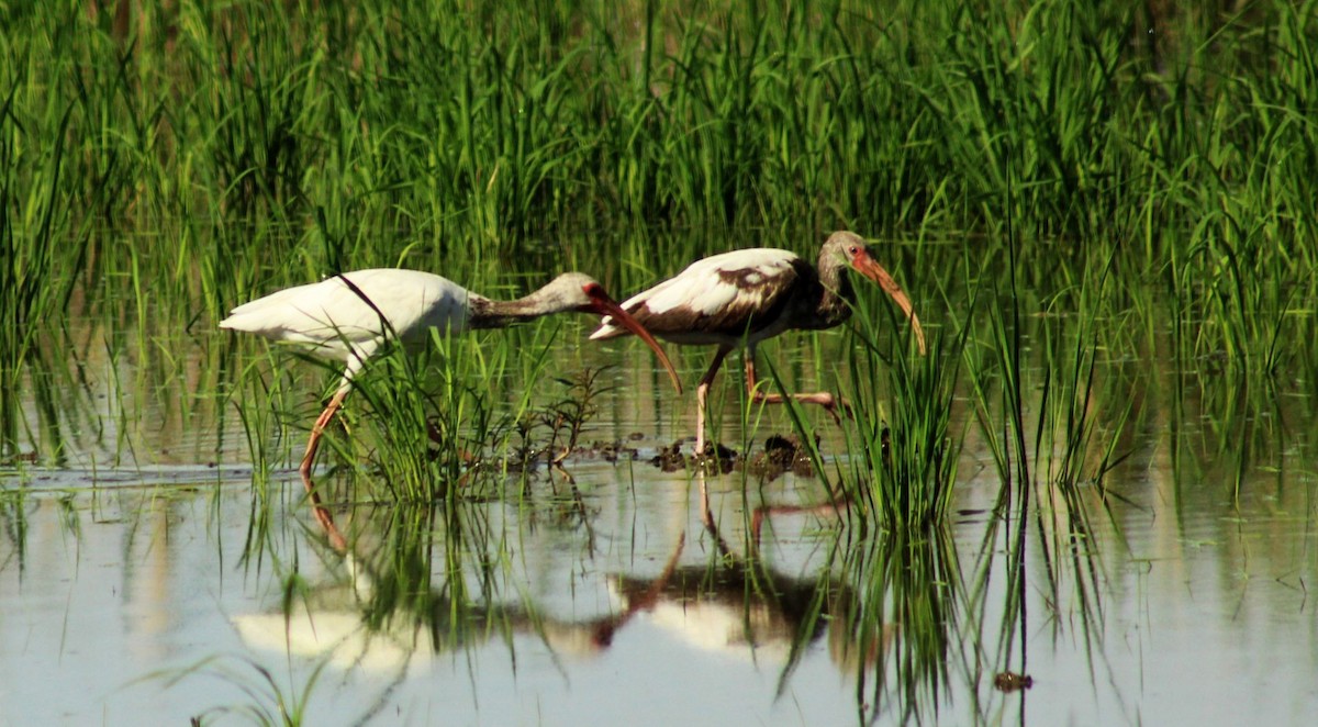 White Ibis - ML579356271