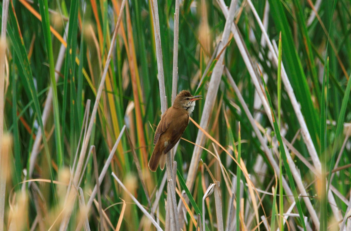 Great Reed Warbler - ML579356511