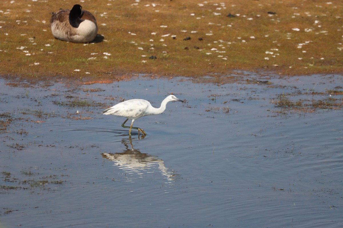 Little Blue Heron - ML579356801