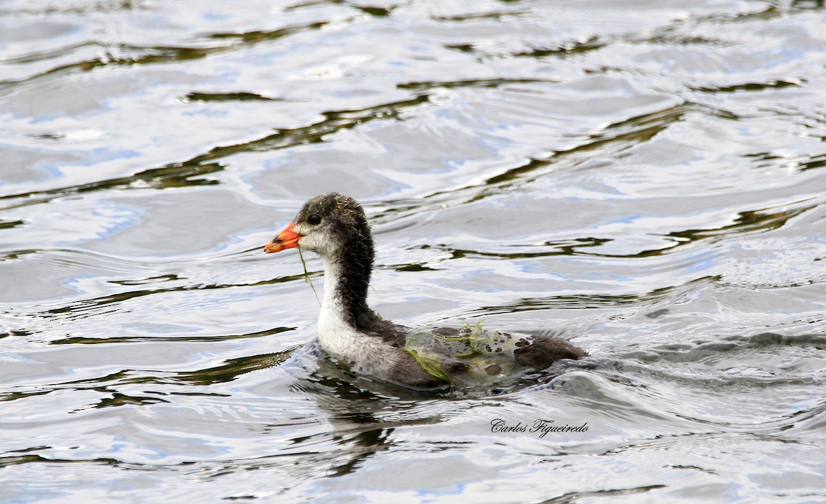 Eurasian Coot - Carlos Figueiredo