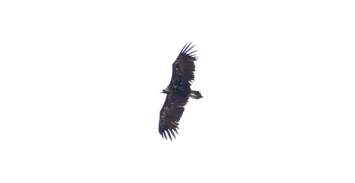 Cinereous Vulture - ML579358591