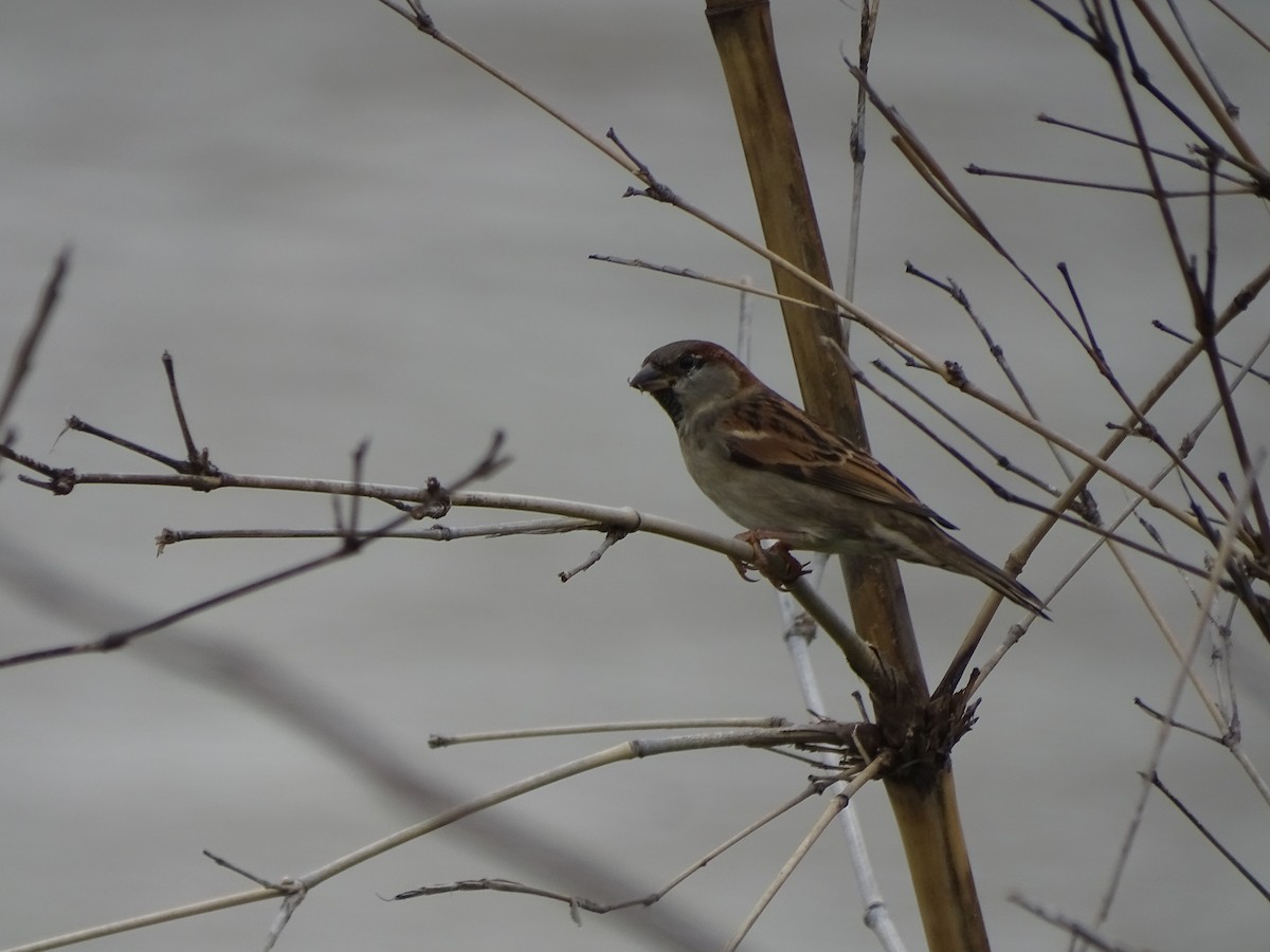 House Sparrow - Mirian Del Río