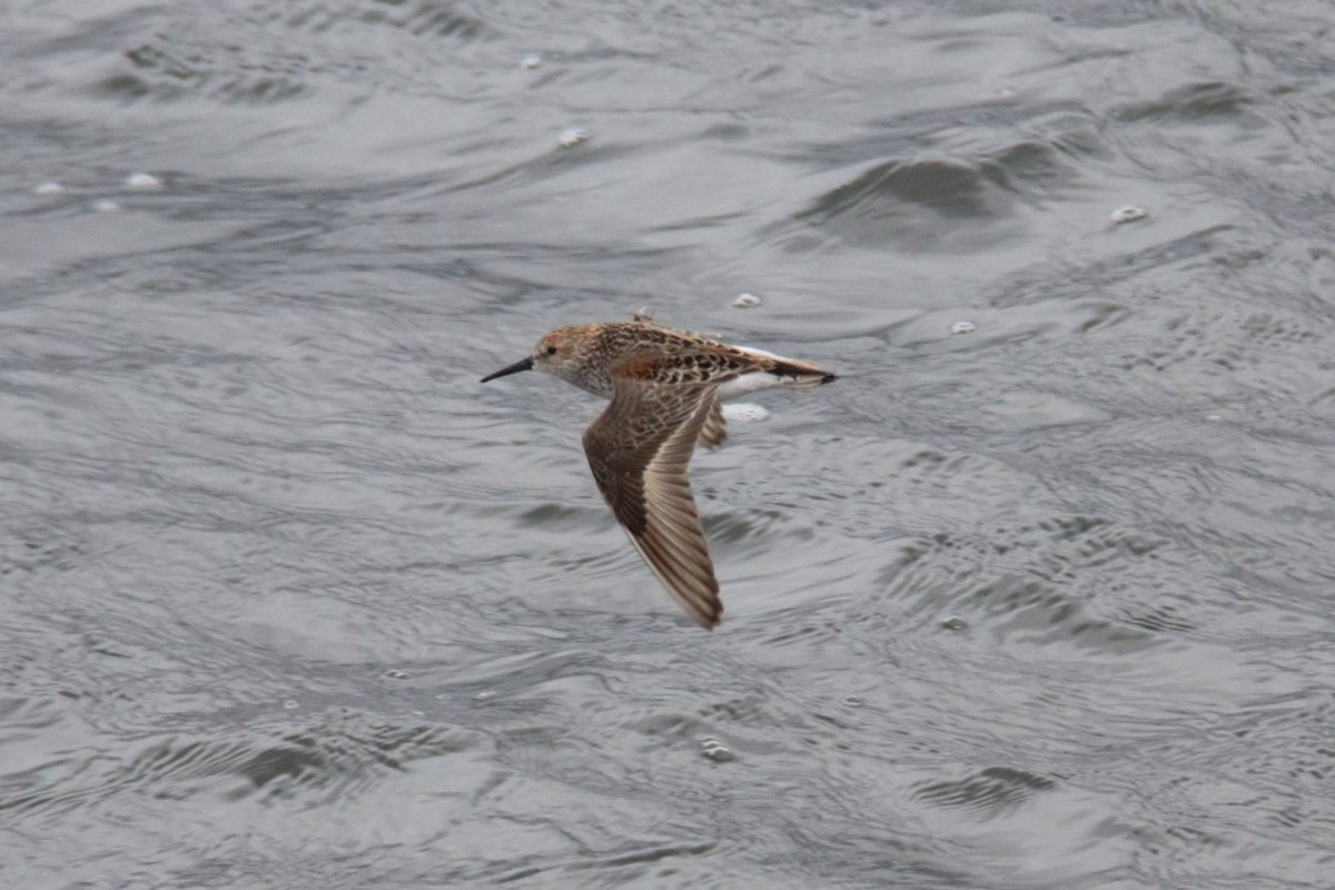 Western Sandpiper - ML579359261