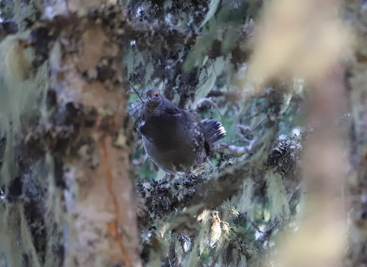 Sooty Grouse - Andrew S. Aldrich