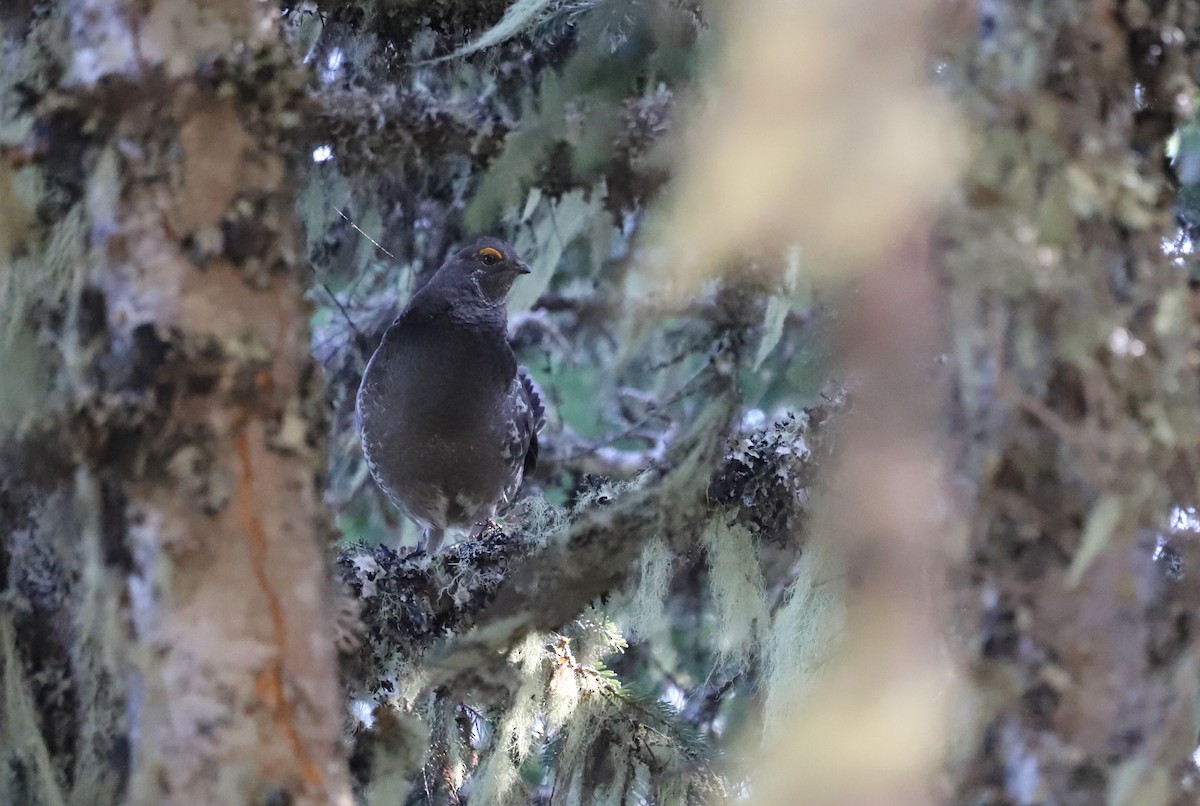 Sooty Grouse - Andrew S. Aldrich