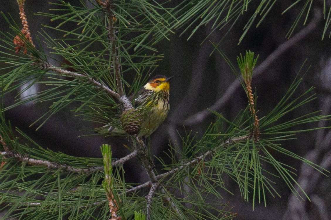 Cape May Warbler - Sasha Cahill