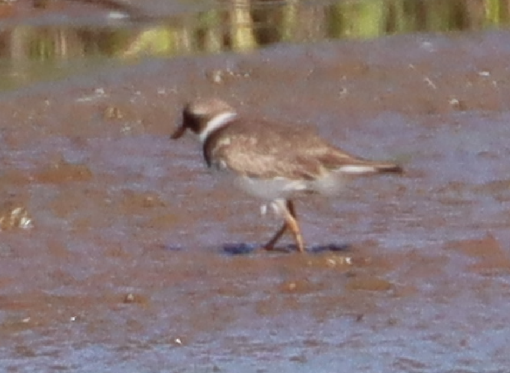 Semipalmated Plover - ML579361941