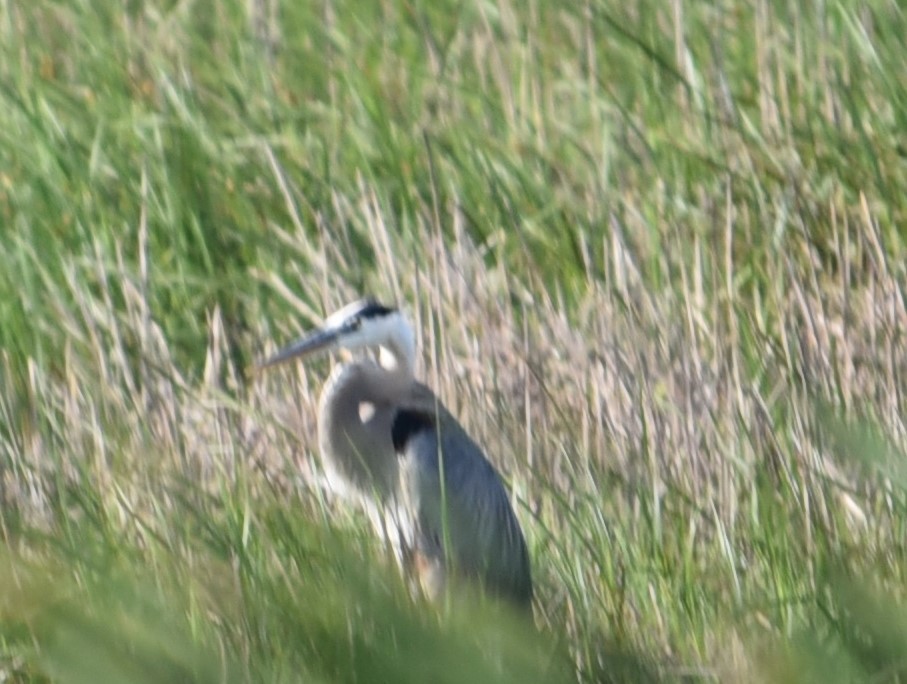 Great Blue Heron - ML579363501