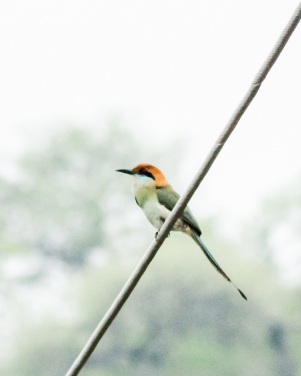 Russet-crowned Motmot - ML579364961