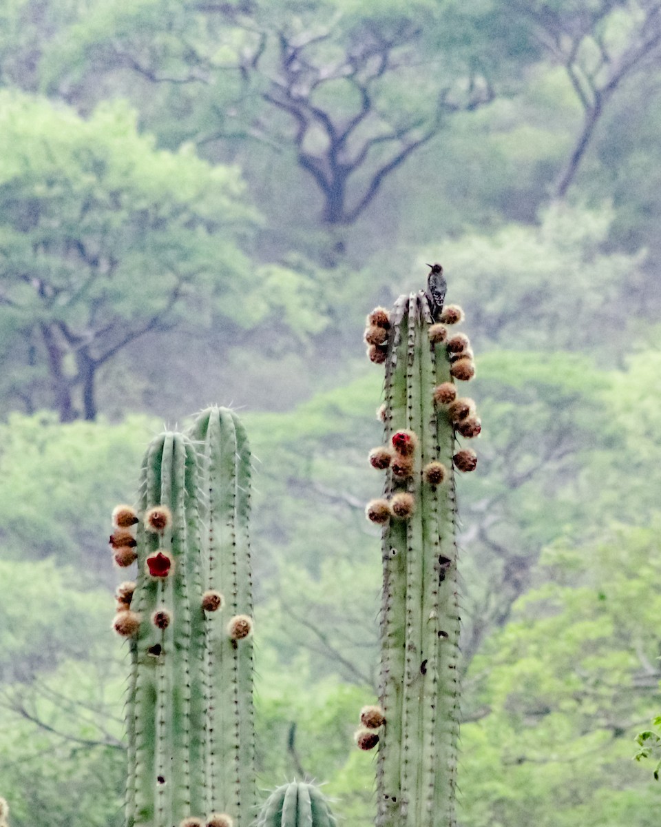 Gray-breasted Woodpecker - ML579365171